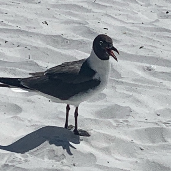 Meet your Posher, Chase - Picture 1 of 1